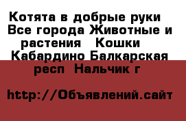 Котята в добрые руки - Все города Животные и растения » Кошки   . Кабардино-Балкарская респ.,Нальчик г.